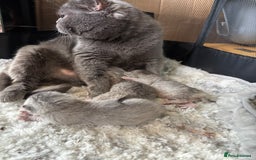 British Shorthair cats for sale: Grand champion bloodline silver shaded BSH kittens - Image 4
