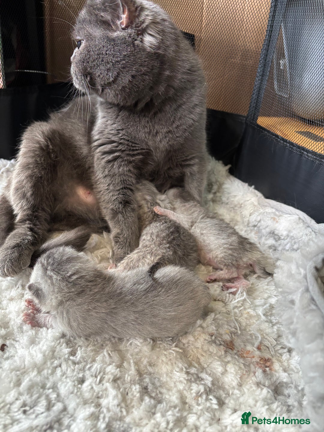 British Shorthair cats for sale: Grand champion bloodline silver shaded BSH kittens - Image 4
