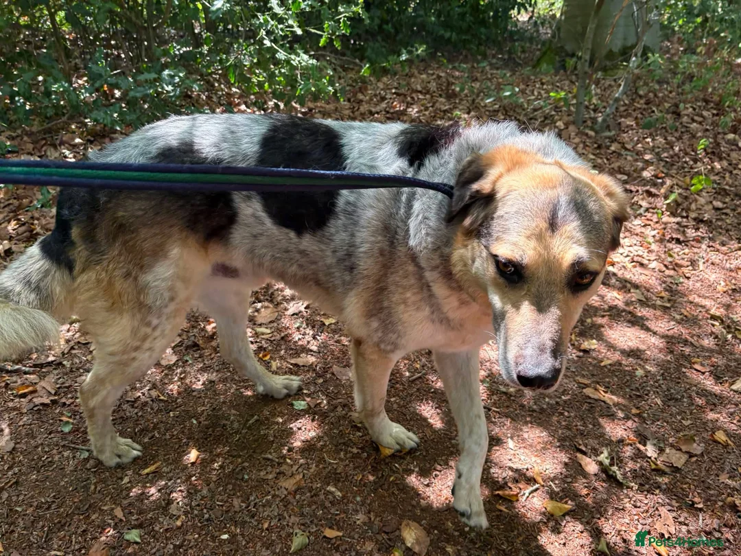 Mixed Breed dogs for adoption: Dwayne - the rock - Norwich Norfolk  - Advert 15