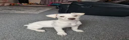 Lurcher dogs for sale: 1 lurcher pup forsale  - Advert 4