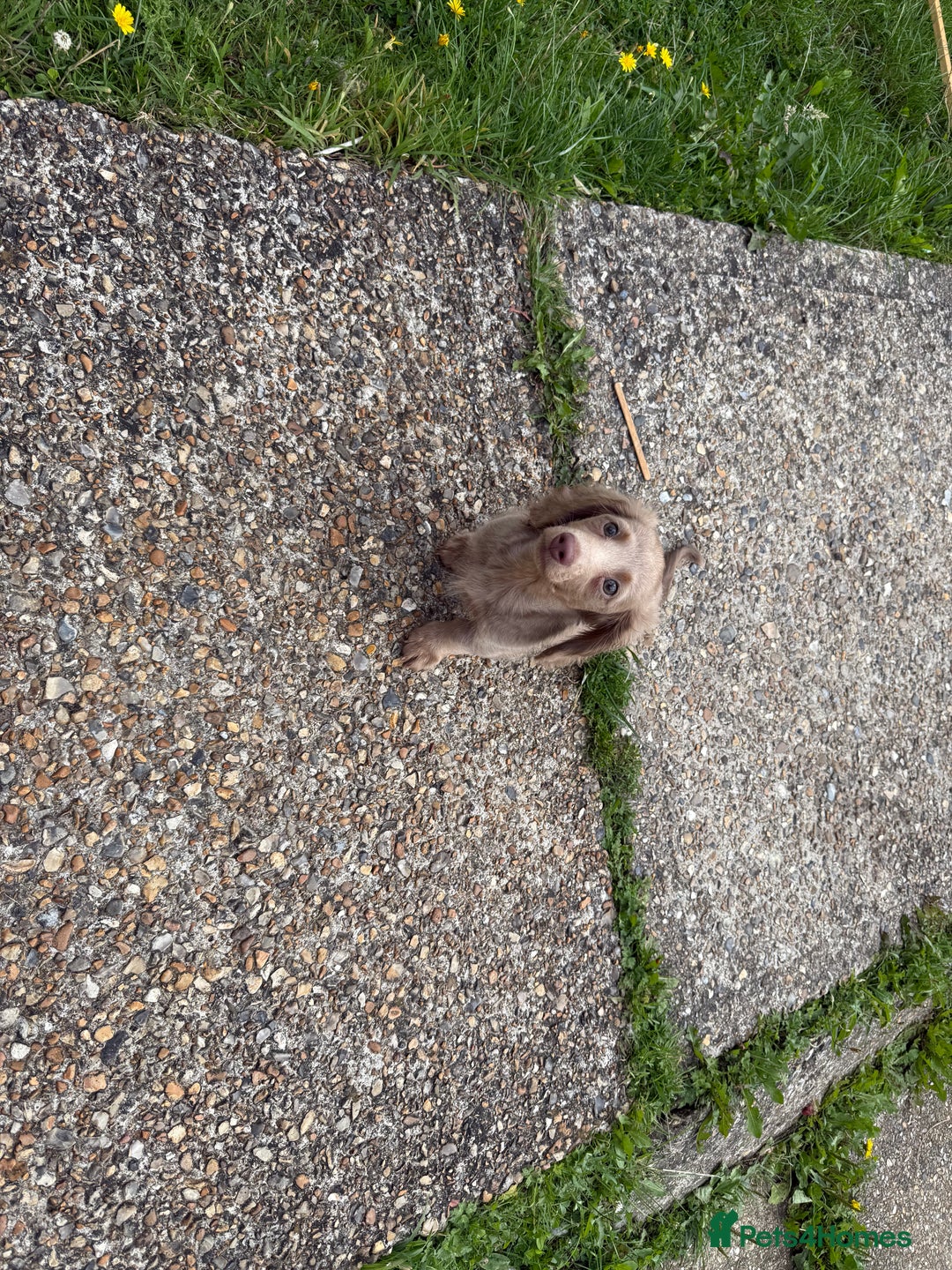 Miniature Dachshund dogs for sale: Miniature dachshund puppies  - Image 6