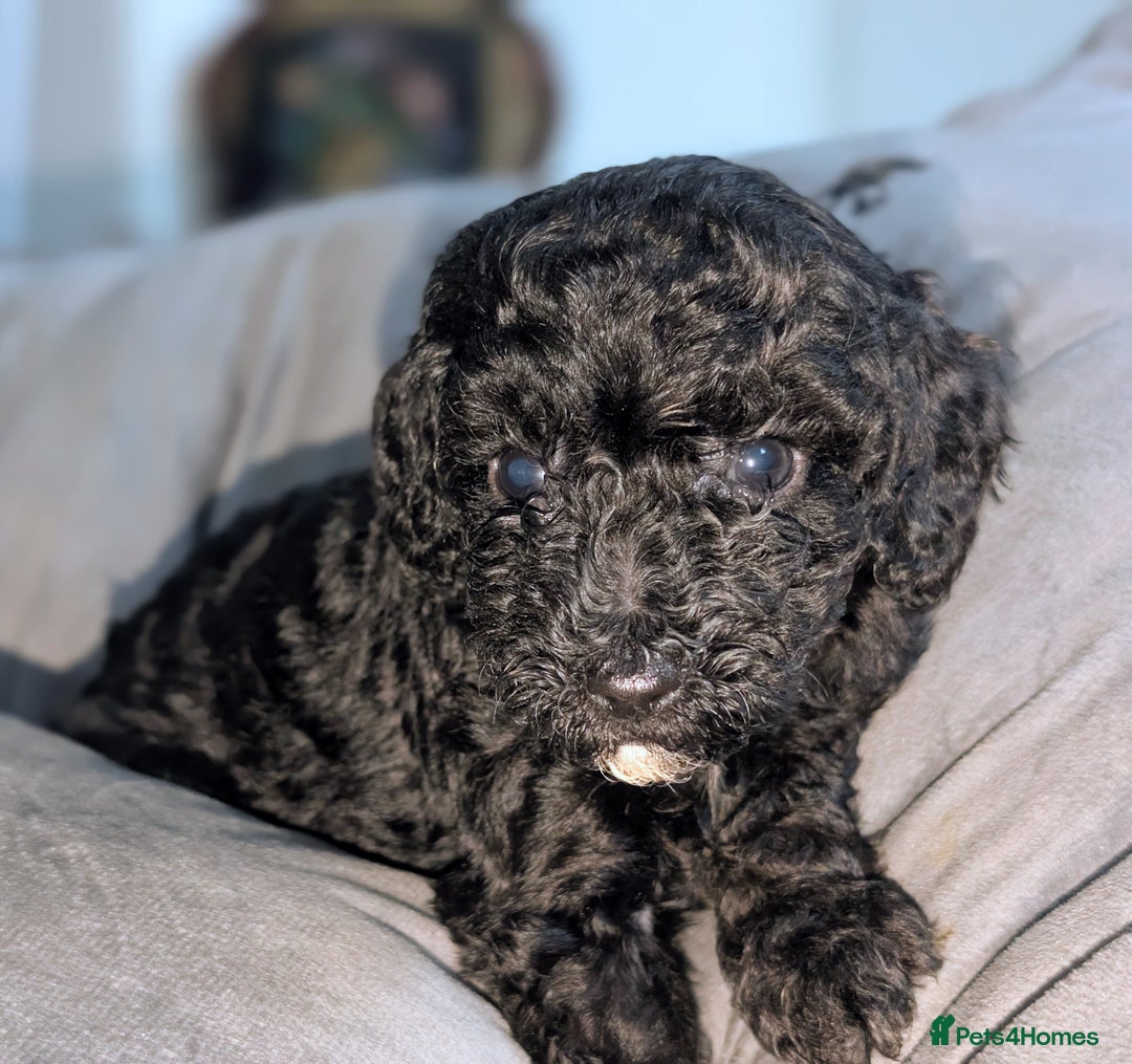 Cavapoochon dogs for sale: Rare Cavapoochons Home Raised PRA clear - Advert 13