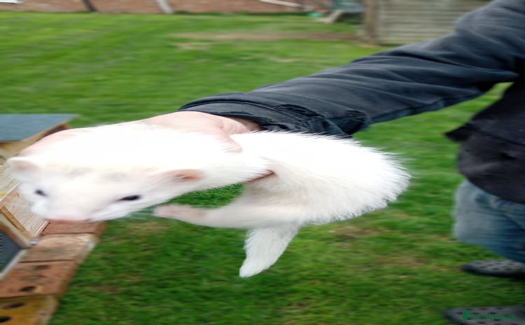 Ferret rodents - Advert 2
