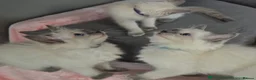 Ragdoll cats for sale: 💙Blue Point Ragdoll Kittens Waiting List Now Open - Advert 2
