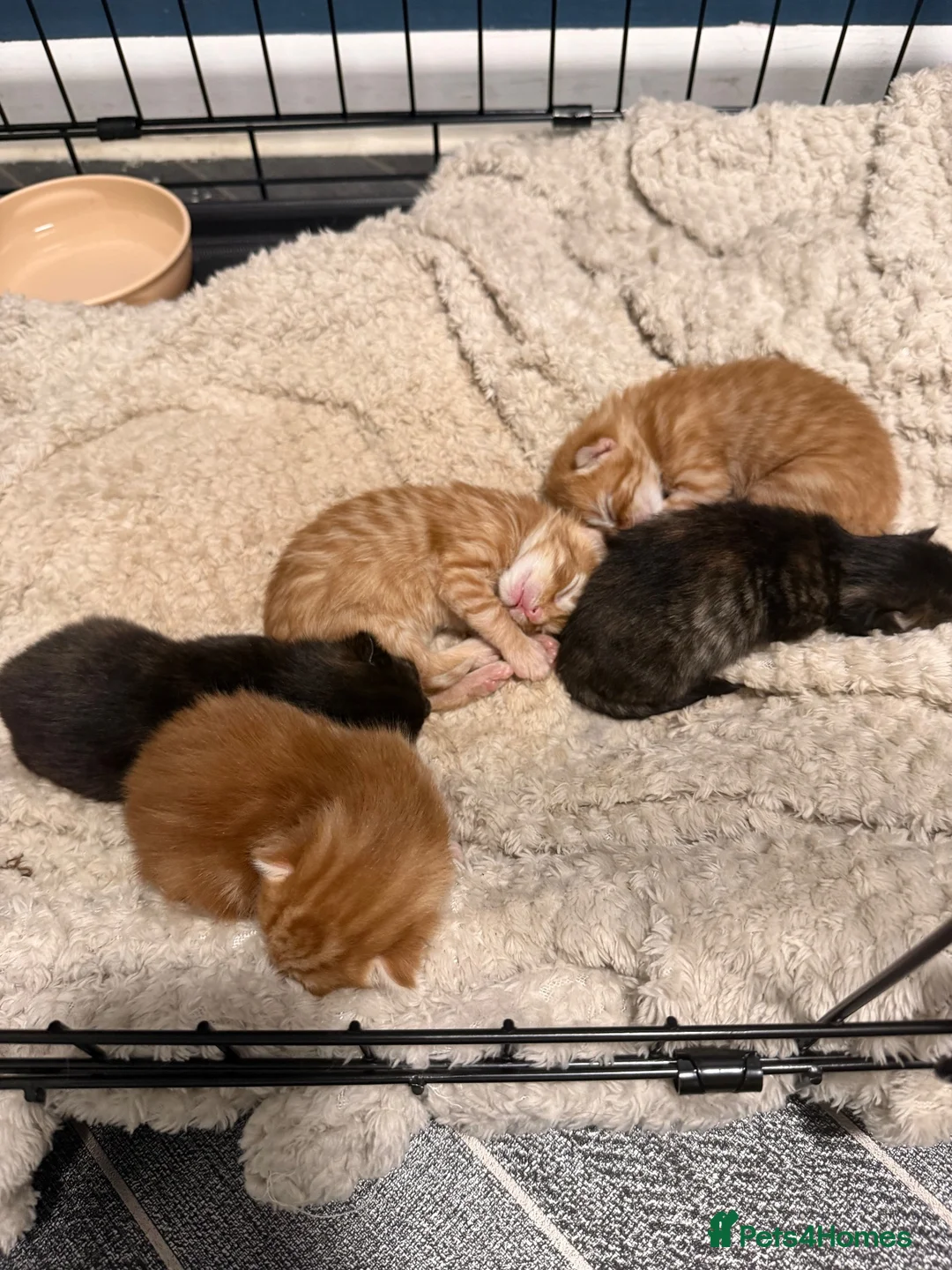 Maine Coon cats for sale: Maine coon mix - Advert 2
