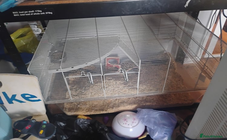 Gerbil rodents for sale - Advert 2
