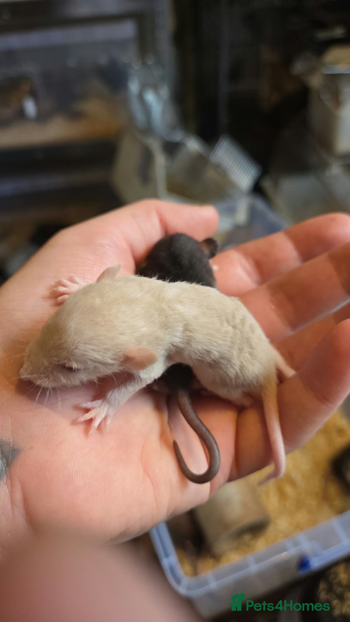 Rat rodents Dumbos and fancy rats ready now.  - Advert 2