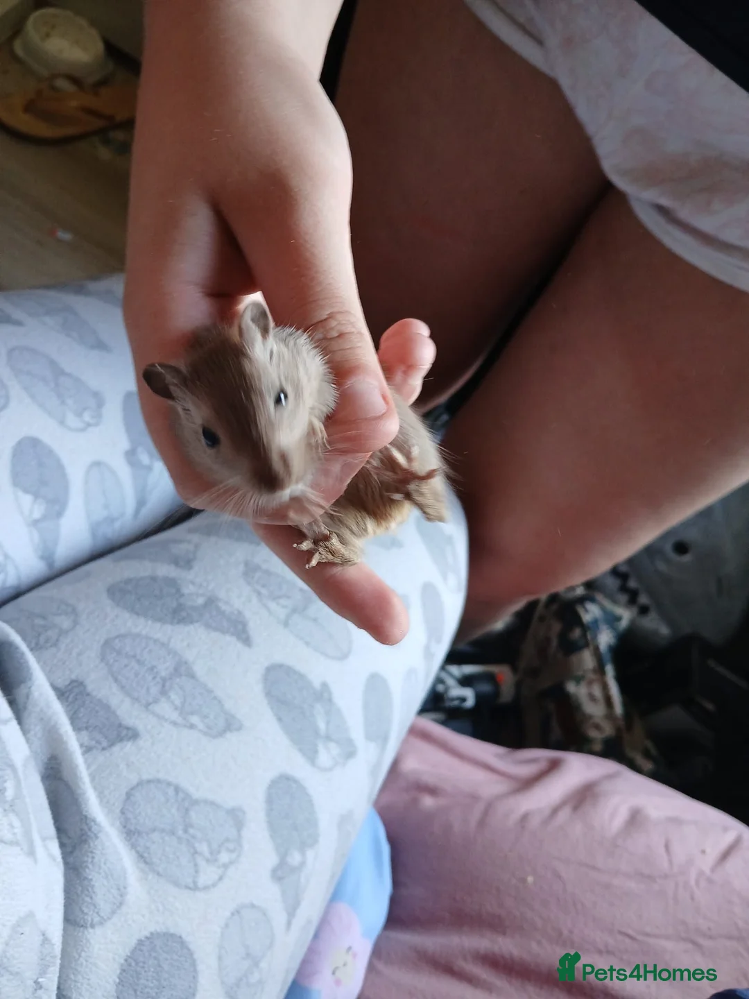 Gerbil rodents for sale: URGENT REHOMING NEEDED , 7 girl gerbils. in London - Advert 8