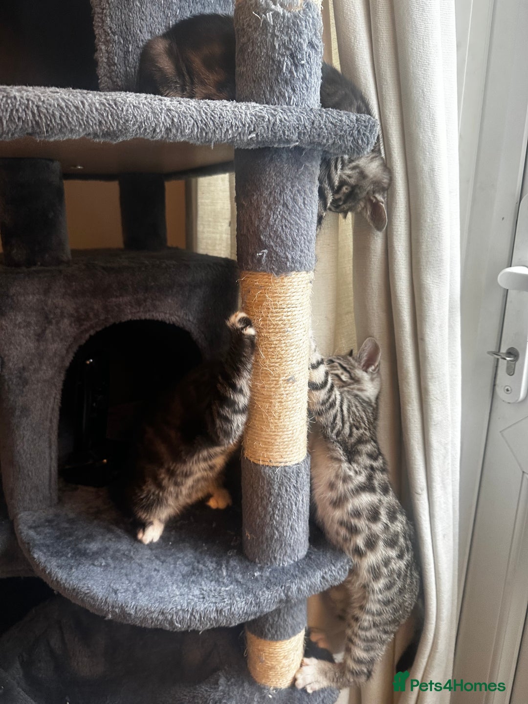 Bengal cats for sale: Stunning Silver & Charcoal Bengal Boys & Girls! - Image 25