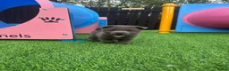 Chow Chow dogs for sale: Genuine exotic colour chowski puppies for sale - Advert 23