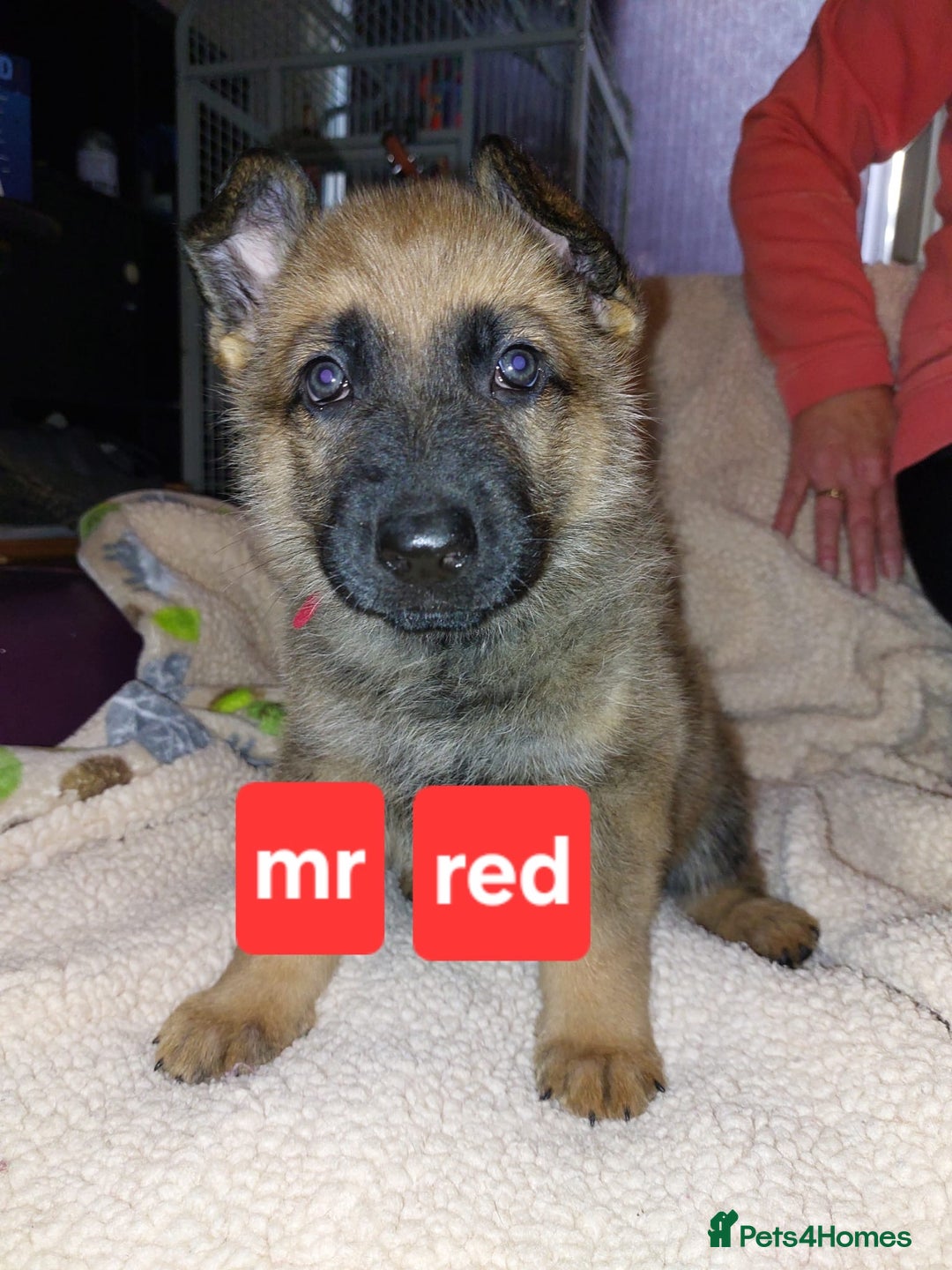 Mixed Breed dogs for sale: German shepherd pups - Advert 6