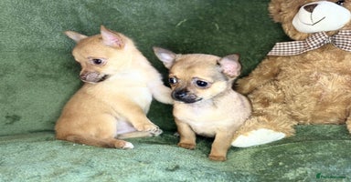 Chihuahua dogs - Advert 3