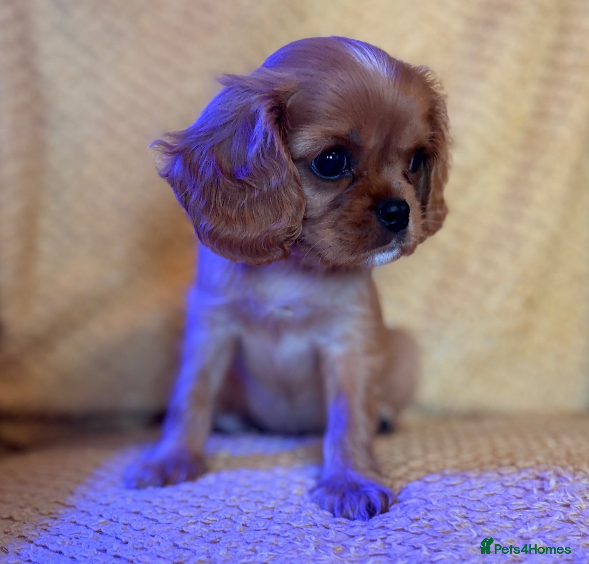 Cavalier King Charles Spaniel dogs Beautiful CKCS Boys  - Advert 10