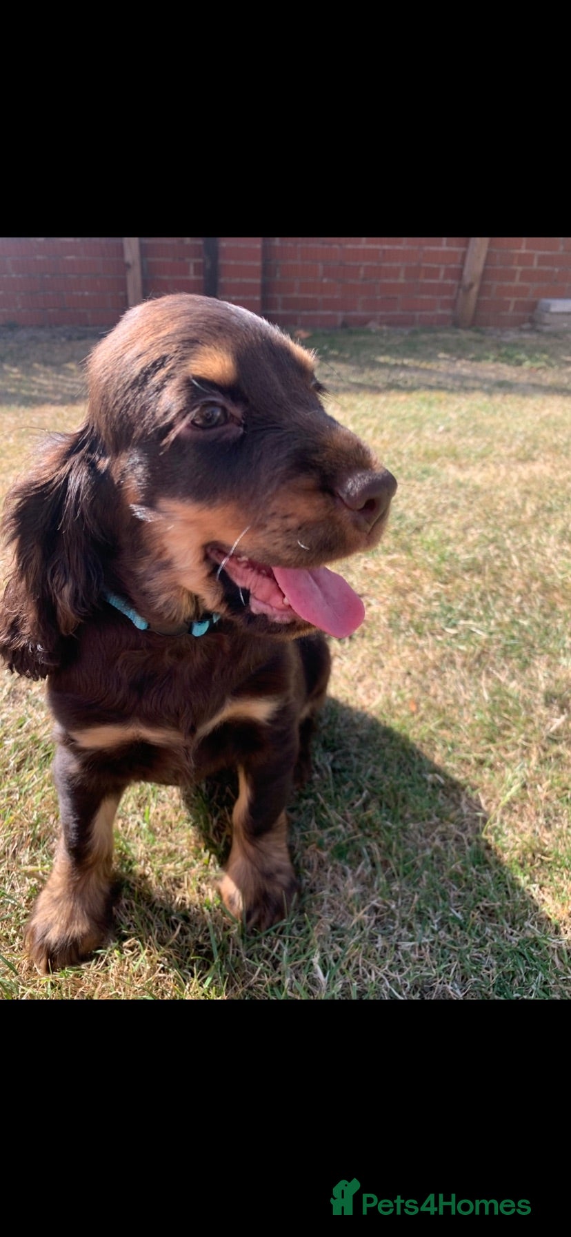 Cocker Spaniel dogs Show type cocker spaniel puppy’s  - Advert 1