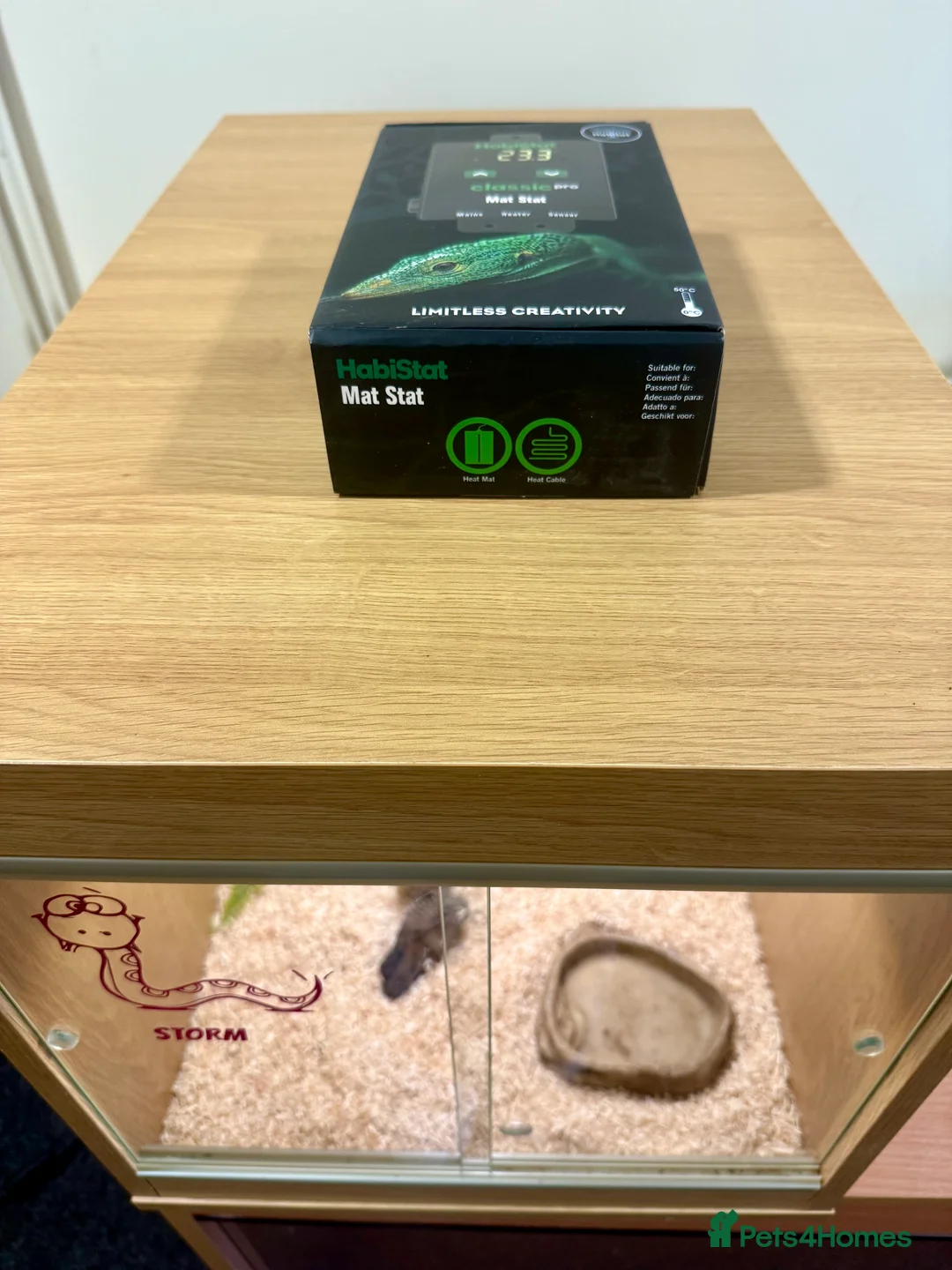 Corn Snake reptiles for sale: Corn Snake With Complete Setup - Advert 3