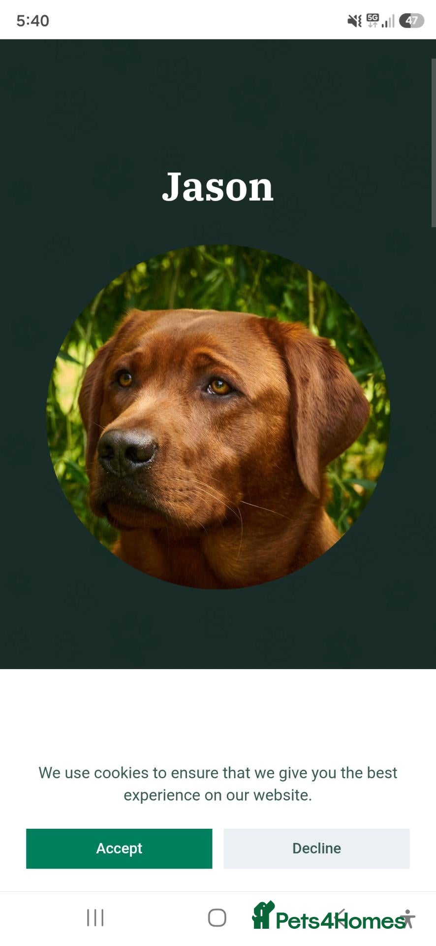 Labrador Retriever dogs Stunning litter of Fox Red Labrador Retrievers  - Advert 2
