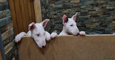 English Bull Terrier dogs Beautiful k.c reg bully pups  ready to go - Advert 2