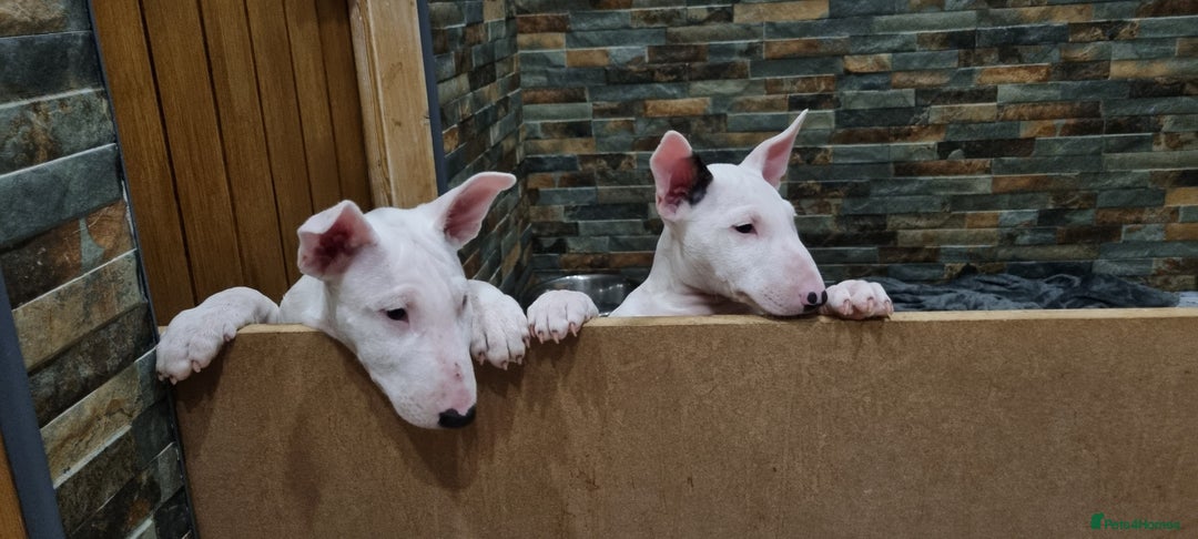 English Bull Terrier dogs for sale: Beautiful k.c reg bully pups  ready to go - Advert 2