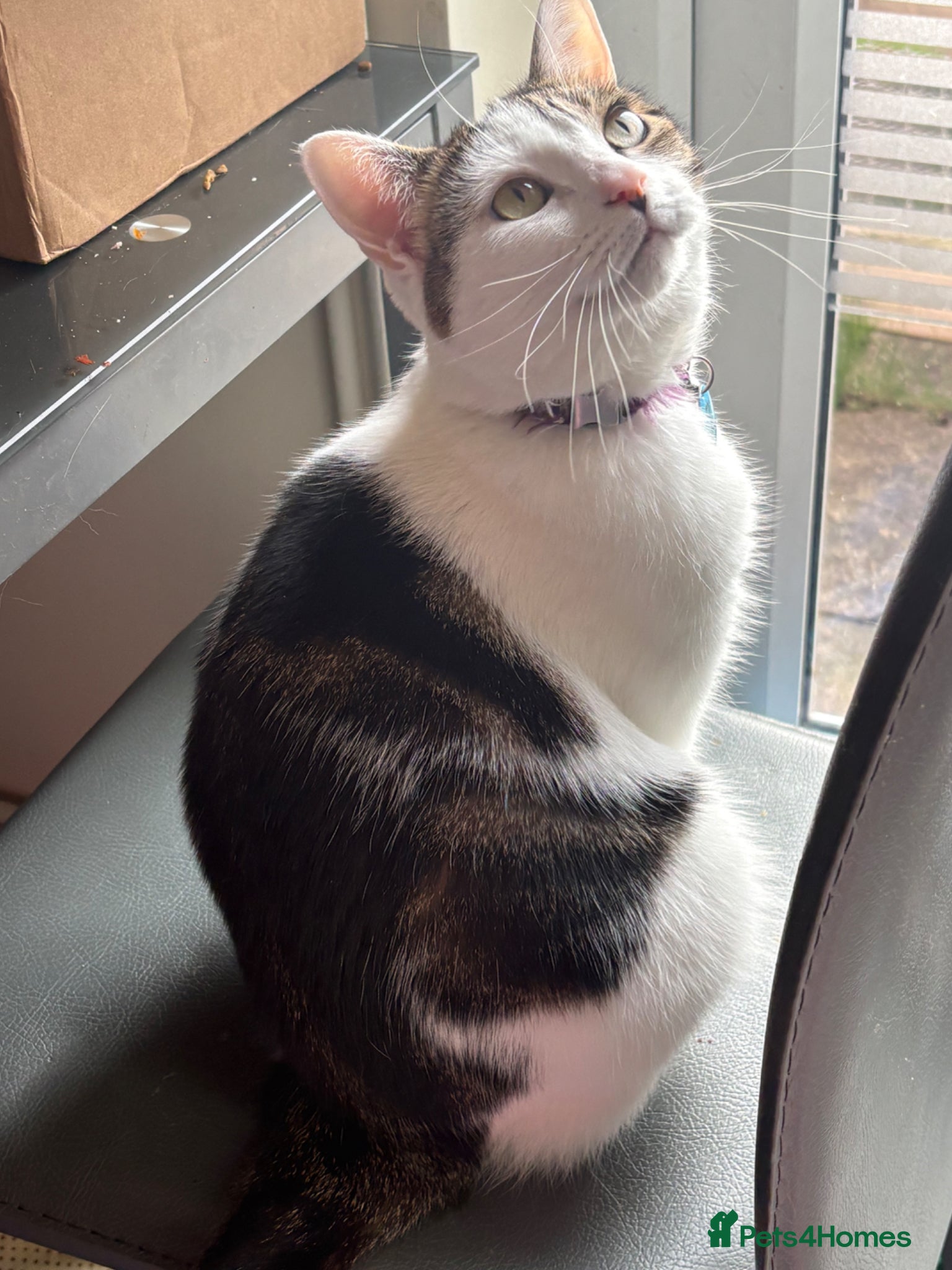 European cats Cat 2.5 years old - Advert 17