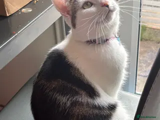 European cats Cat 2.5 years old - Advert 14