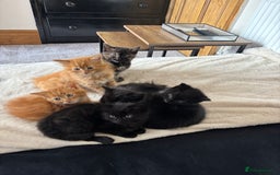 Mixed Breed cats for sale: 5 beautiful kittens  - Image 1