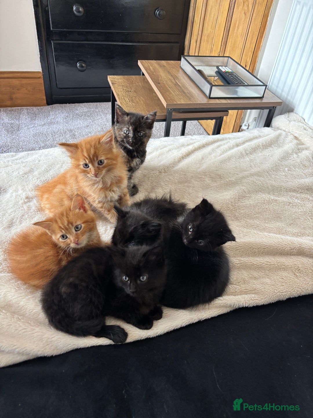 Mixed Breed cats for sale: 5 beautiful kittens  - Image 1