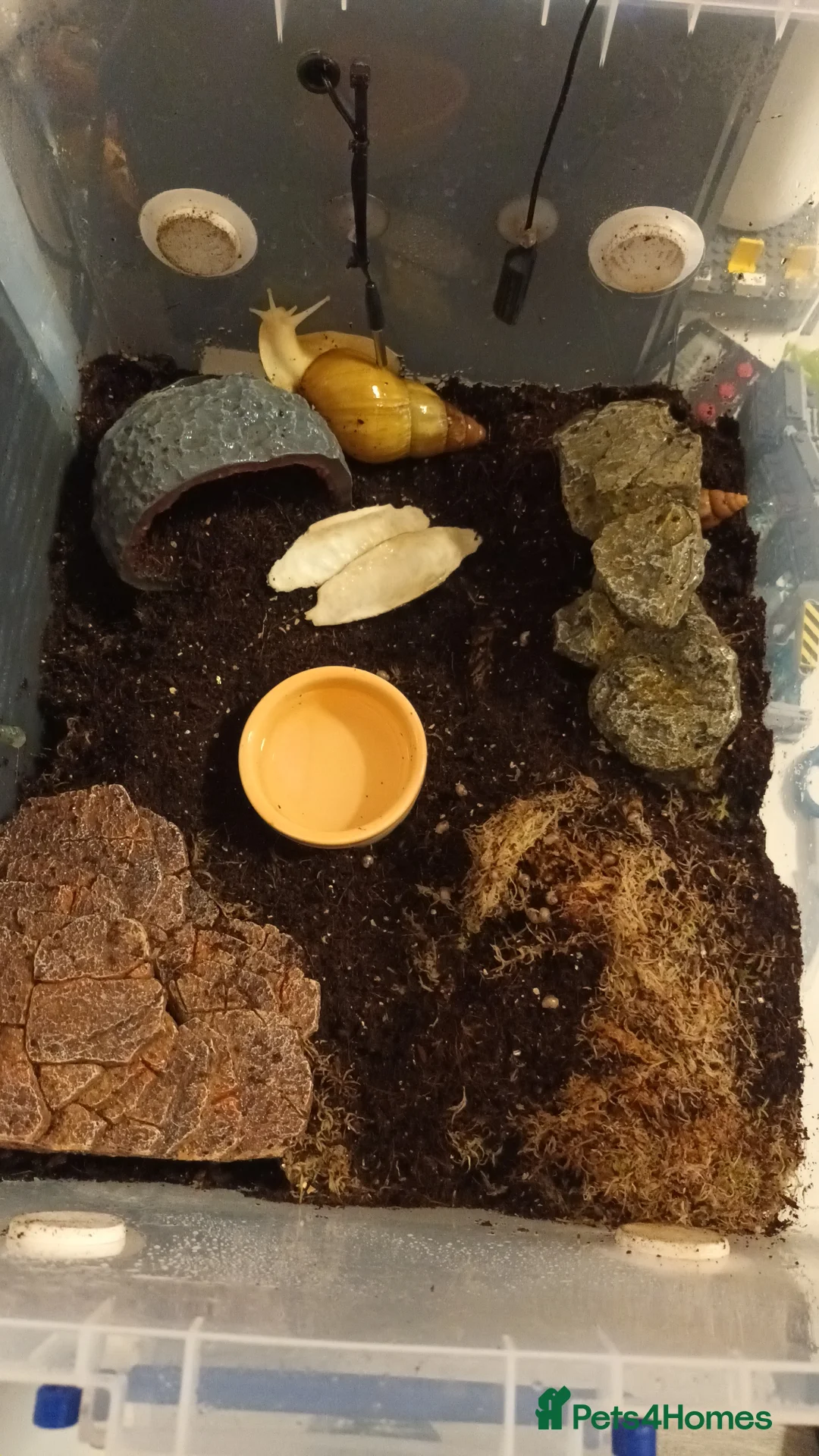 Snails invertebrates for sale: Giant African Land Snails  - Advert 2