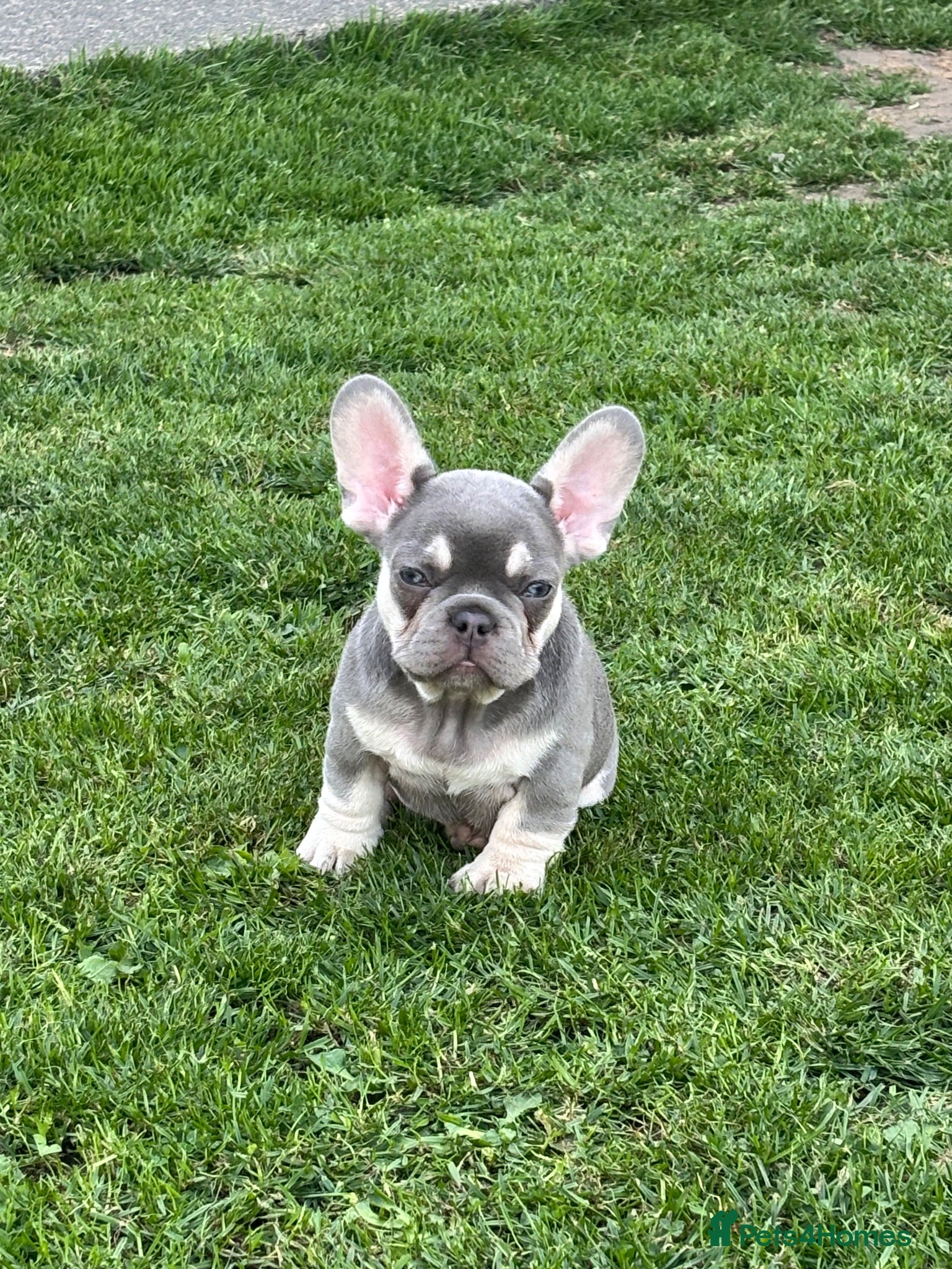 French Bulldog dogs 🩷READY NOW.. Gorgeous litter of Frenchies🩷  - Advert 15