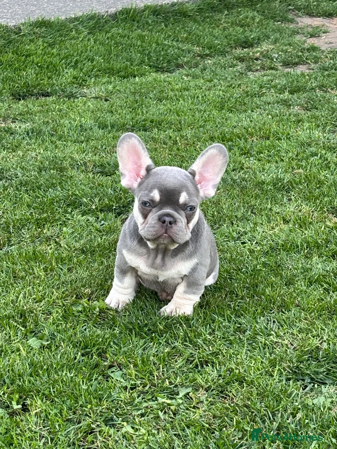 French Bulldog dogs for sale: 🩷READY NOW.. Gorgeous litter of Frenchies🩷  - Advert 1