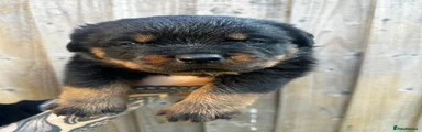 Rottweiler 2
