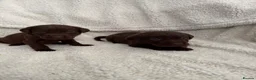Labrador Retriever dogs for sale: Chocolate Labrador Puppies - Advert 14