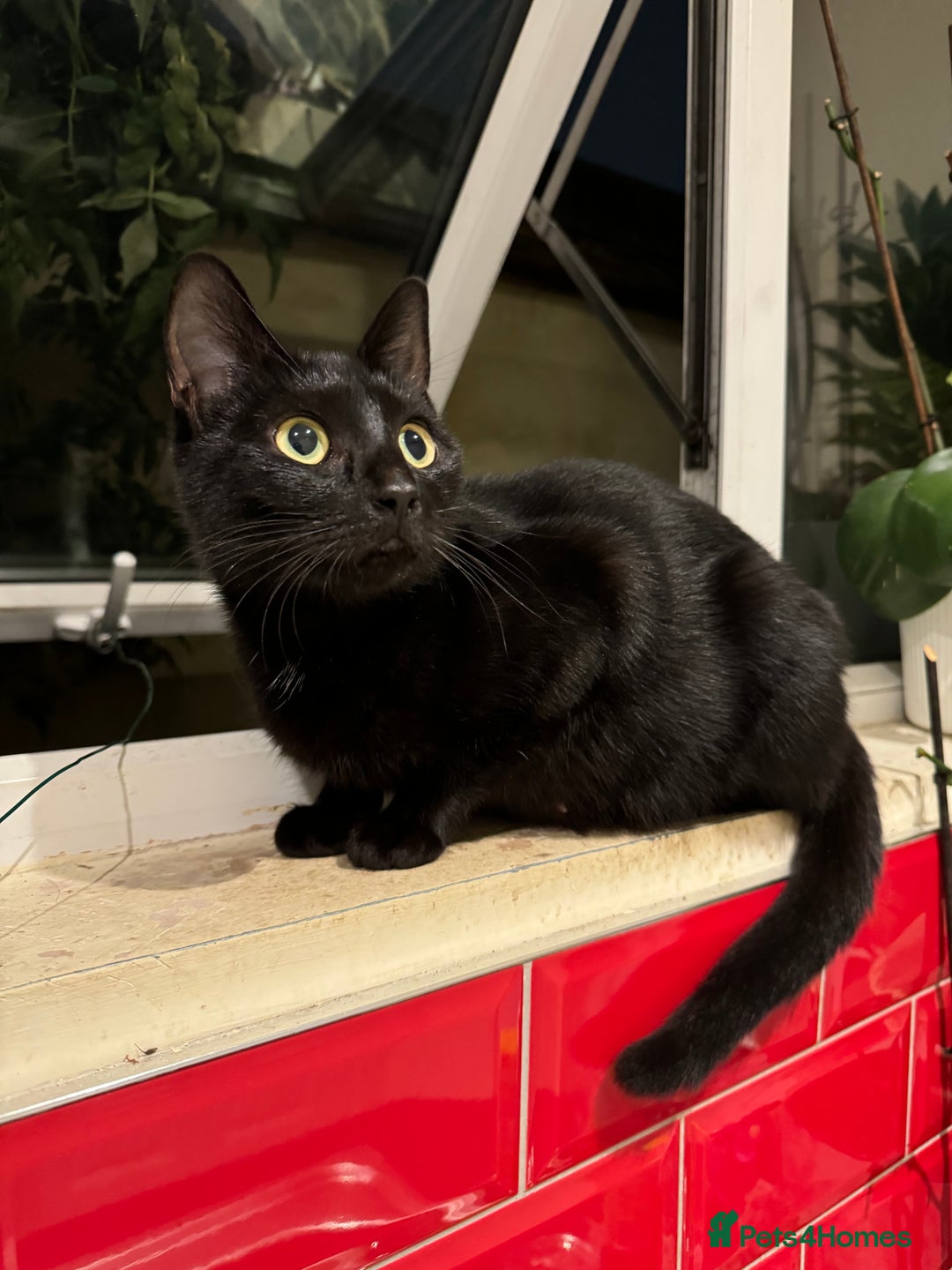 Bombay cats for sale: Male kittens  - Image 3