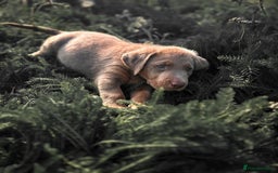 Labrador Retriever dogs for sale: 🐾Meet our adorable silver & charcoal lab pupps🐾  - Image 14