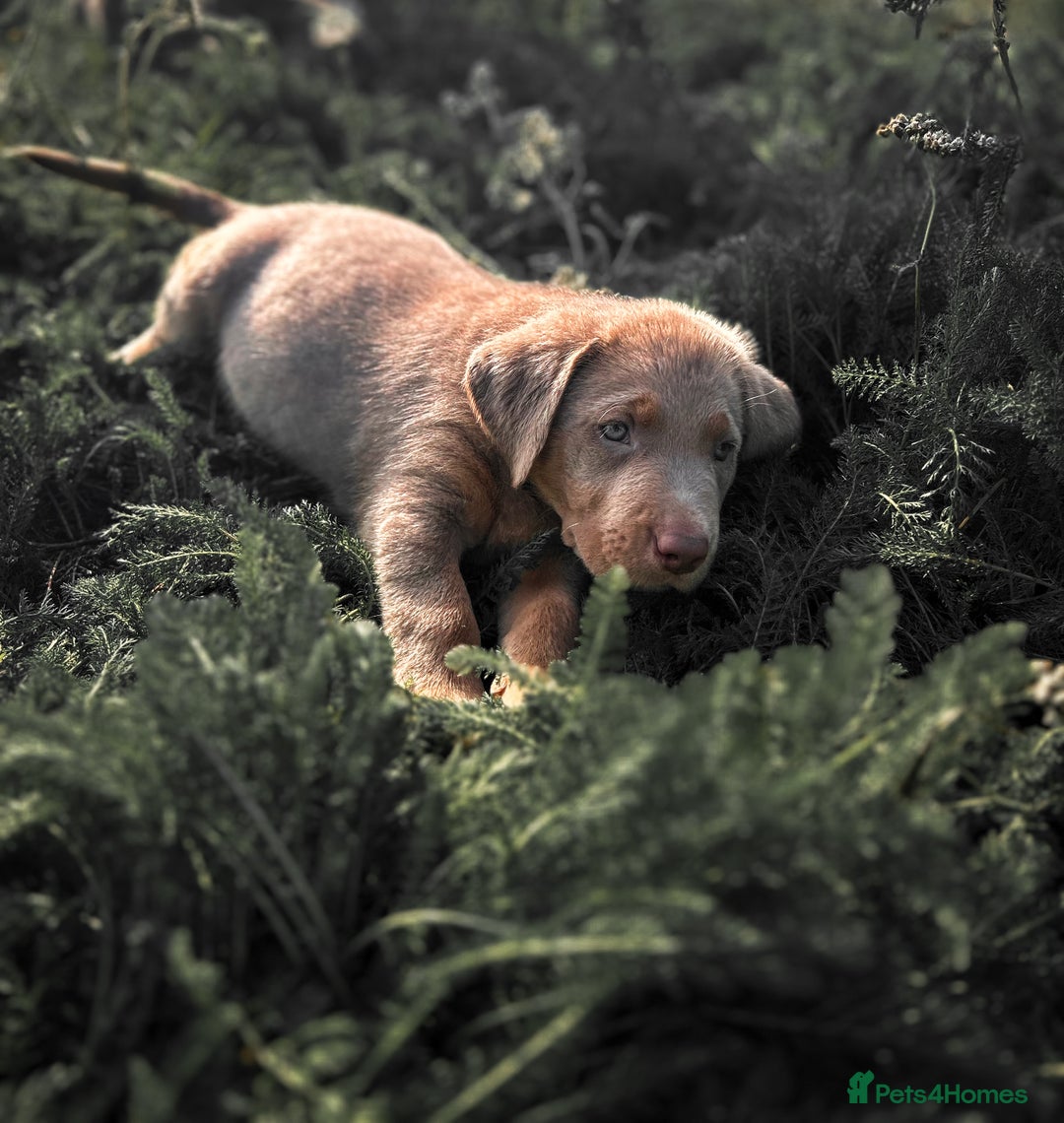 Labrador Retriever dogs for sale: 🐾Meet our adorable silver & charcoal lab pupps🐾  - Image 14