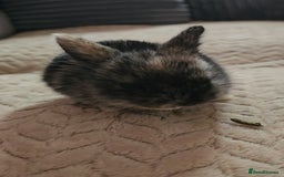 Harlequin rabbits for sale: 7 beautiful Harlequin bunnies looking for a new 🏡 - Image 12