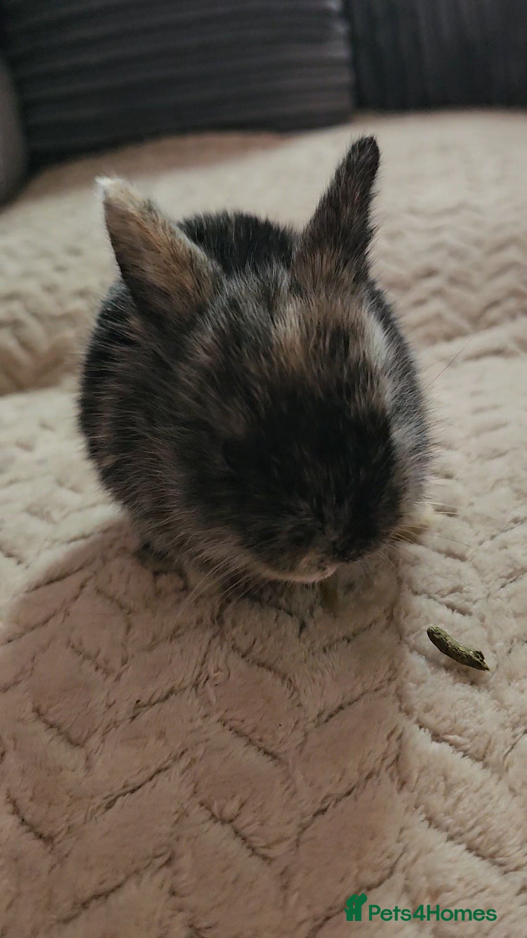 Harlequin rabbits for sale: 7 beautiful Harlequin bunnies looking for a new 🏡 - Image 12