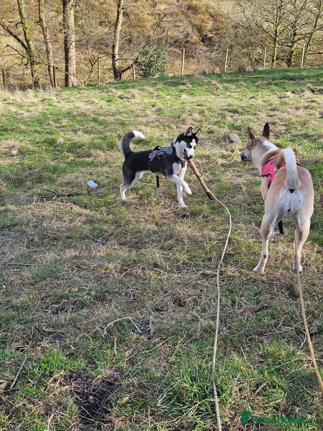 Siberian Husky dogs for sale: 3 year old Siberian husky  - Advert 2