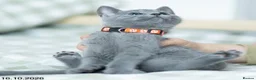 Russian Blue cats for sale: Adorable Russian Blue Kittens. - Advert 15