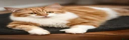Mixed Breed cats for sale: Maine coon x ragdoll kittens - Advert 11