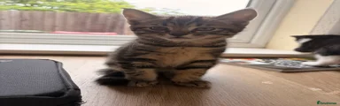 British Shorthair Kitten 1