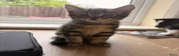 British Shorthair cats for sale: Beautiful playful kittens ready for a new home - Advert 9