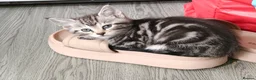 Mixed Breed cats for sale: Bengal Marble & American Shorthair  - Advert 14
