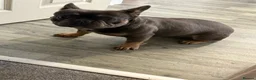 French Bulldog dogs for sale: French bulldog  - Advert 5