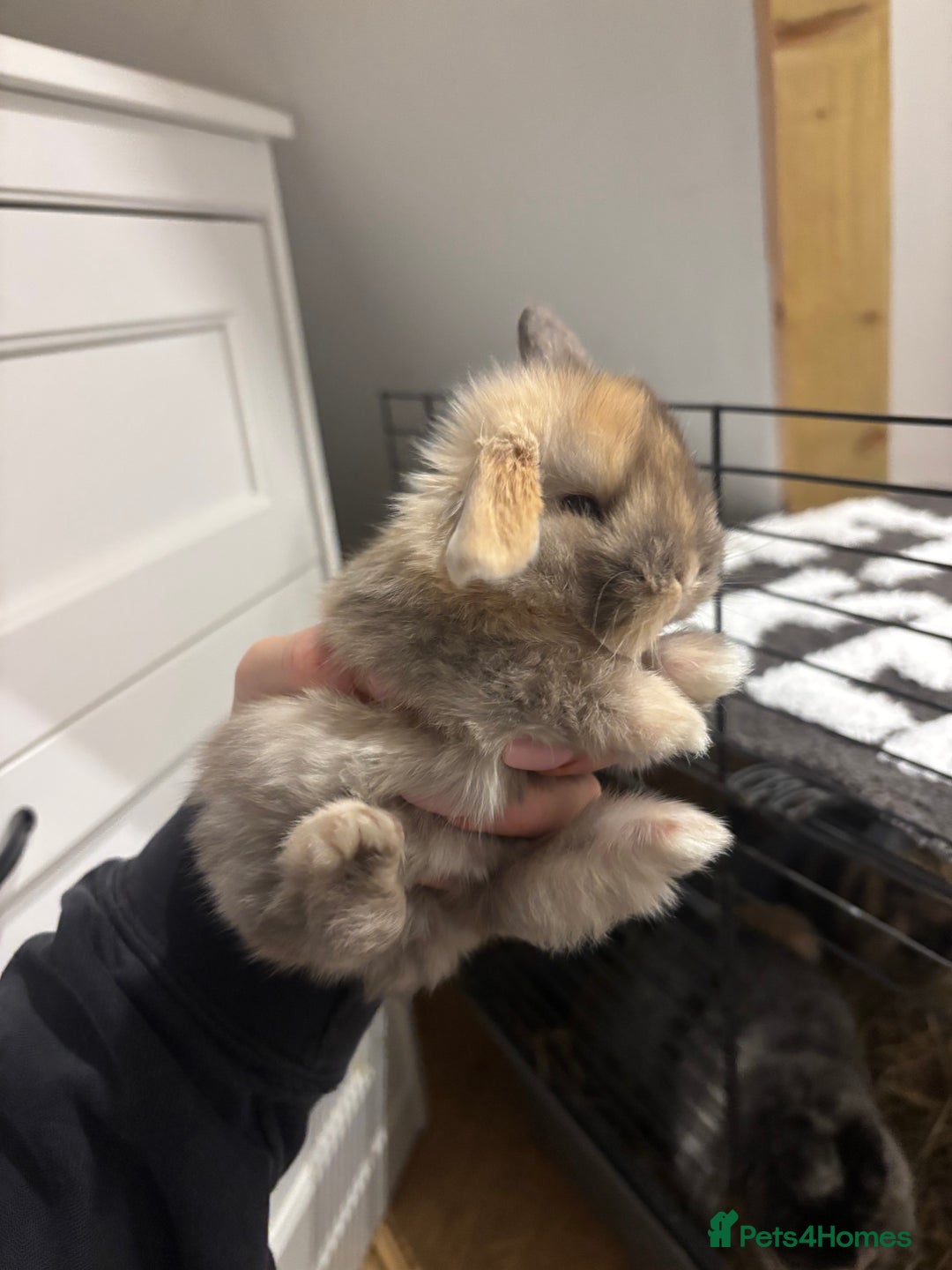 Mini Lop rabbits for sale: Stunning Mini Lop Bunnies🤍🌾 - Advert 2