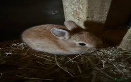 Mixed Breed rabbits for sale:  Netherland dwarf bunny mix - Image 2