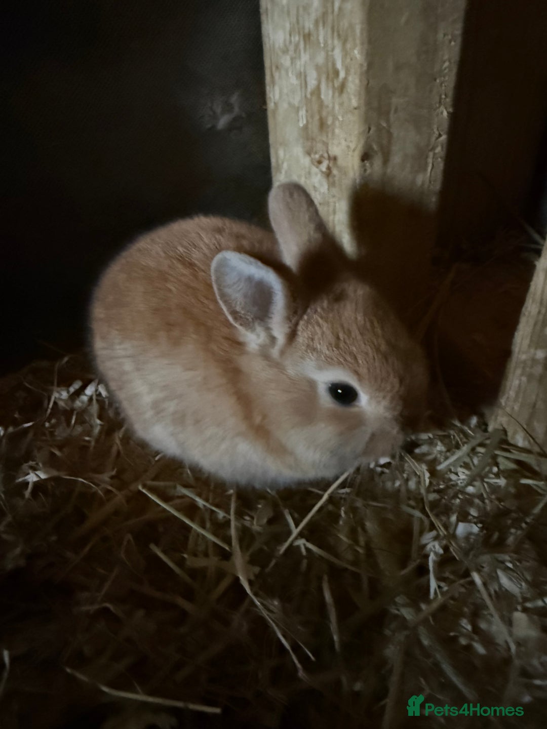 Mixed Breed rabbits for sale:  Netherland dwarf bunny mix - Image 2