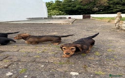 Dachshund dogs for sale: Black and Tan Dog - KC Registered Long-Haired Dachshund Puppies - Image 4