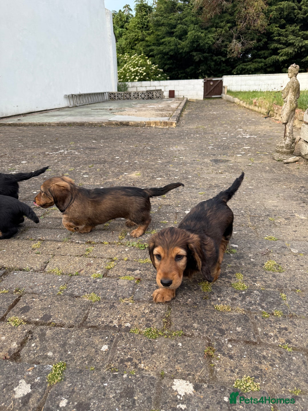 Dachshund dogs for sale: Black and Tan Dog - KC Registered Long-Haired Dachshund Puppies - Image 4