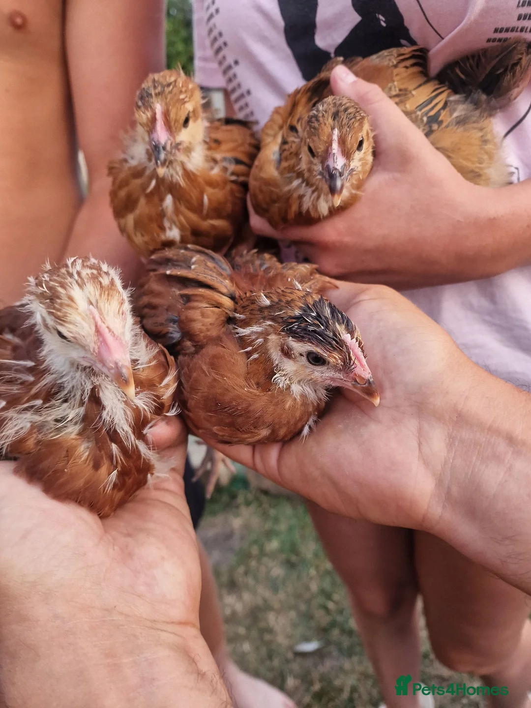 Chickens poultry for sale: Mixed chickens - Advert 2