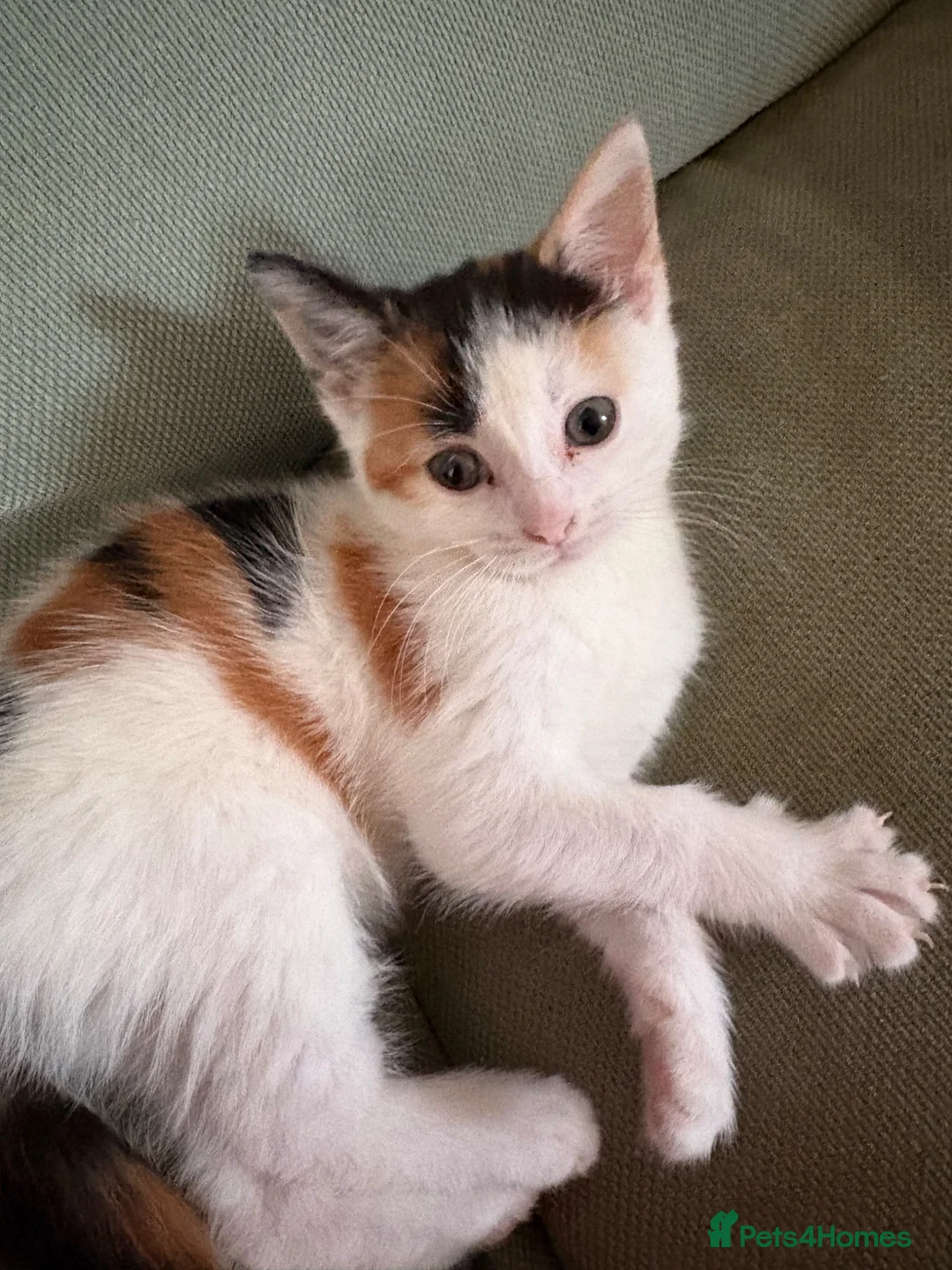 Mixed Breed cats for sale: Beautiful Calico girl - Advert 1